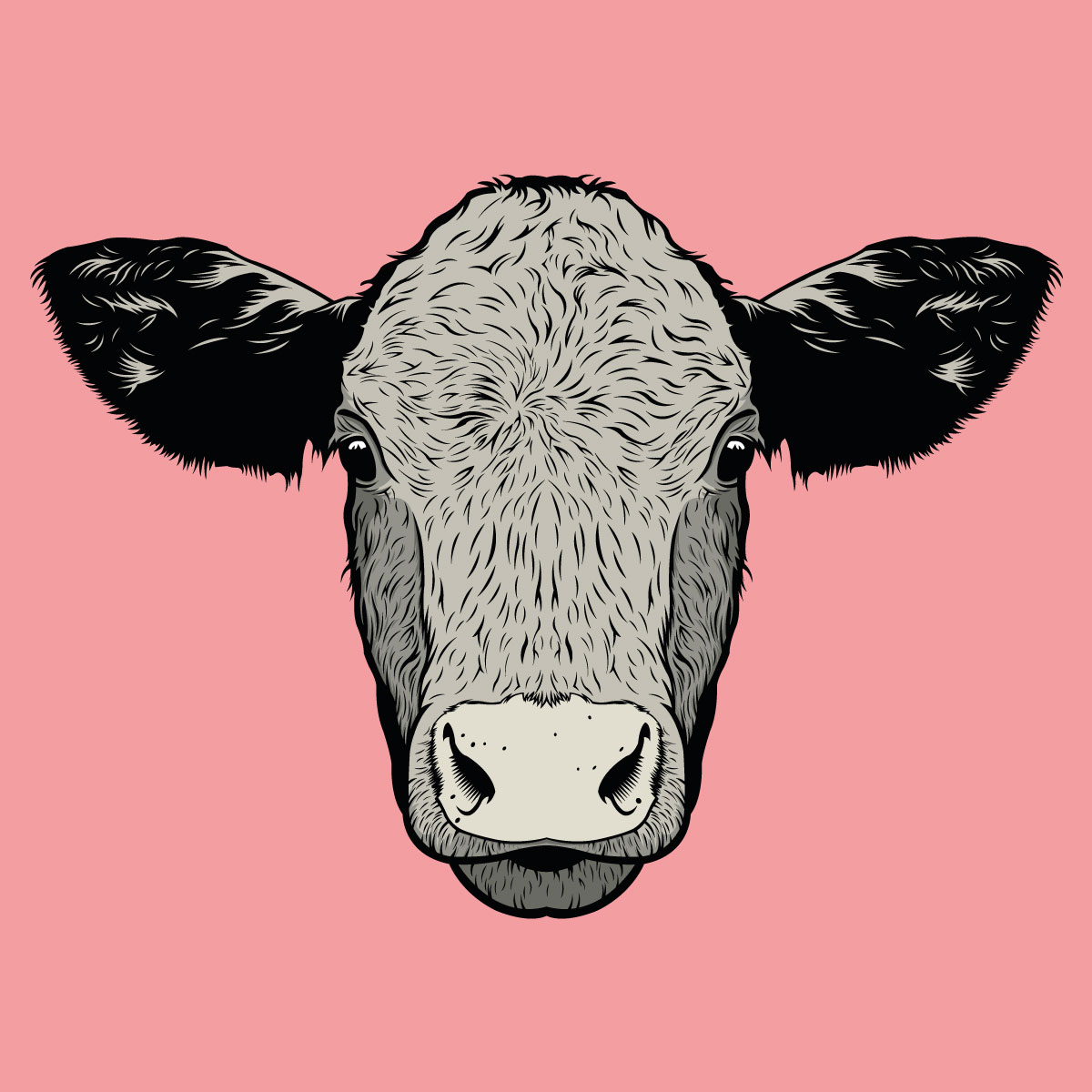 Simon Baumann Grafiker Interlaken. Illustration einer Kuh.